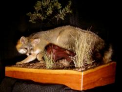 Wild Heritage Taxidermy Picture